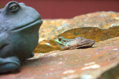 Close-up of lizard