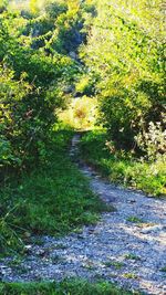 Footpath amidst trees