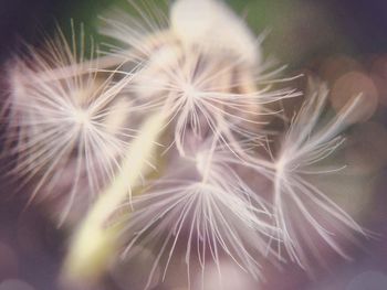 Close-up of dandelion flower