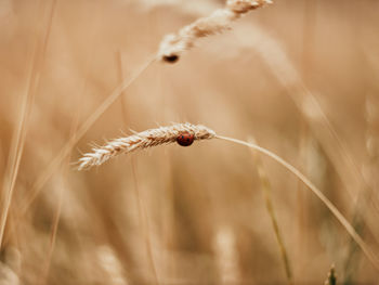 Close-up of ladybug on wheat