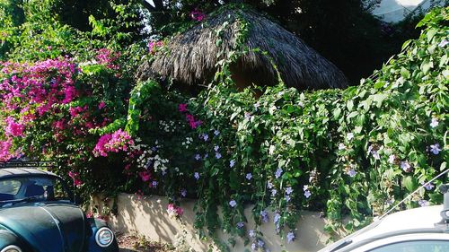 Plants growing on a tree