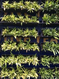 Full frame shot of potted plants