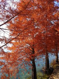 Low angle view of tree against sky