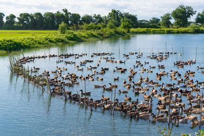 Flock of birds in lake