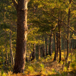 Trees in forest