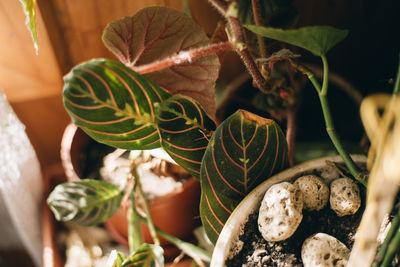 Close-up of potted plant