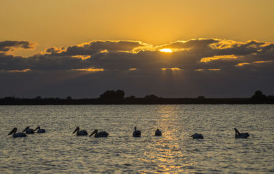 Pelicans in a lake