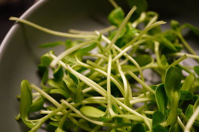 Close-up of fresh green leaves