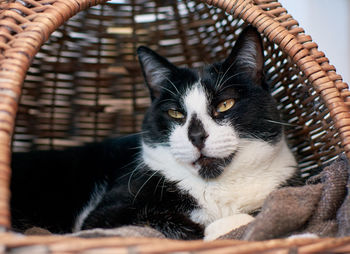 Close-up portrait of a cat