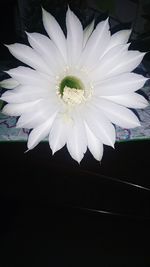 Close-up of white flowers