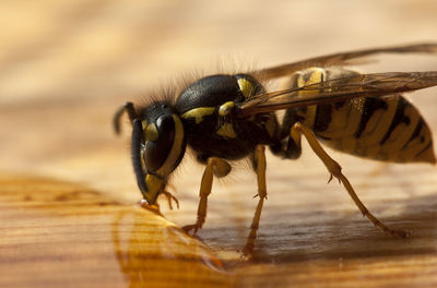 Macro shot of insect on table