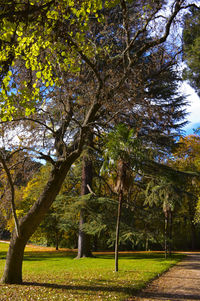 Trees growing in park