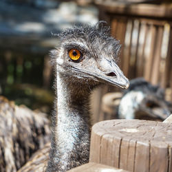 Close-up of a bird looking away