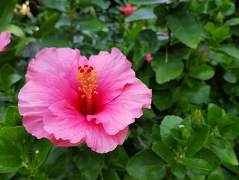 Close-up of pink flowering plant