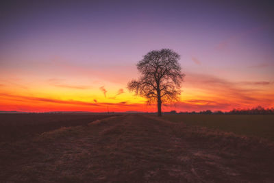 Silhouette tree on field against sky during sunset