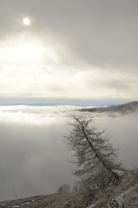 Scenic view of sea of clouds and lonely tree against sky