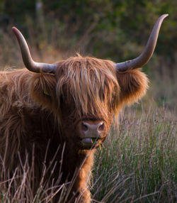 Close-up of cow on grass