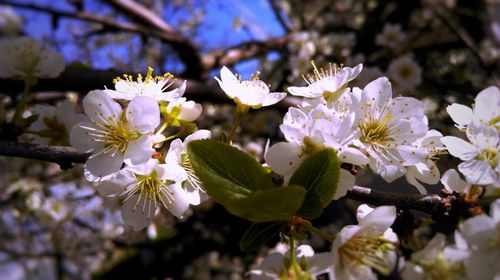 Close-up of white flowers on tree