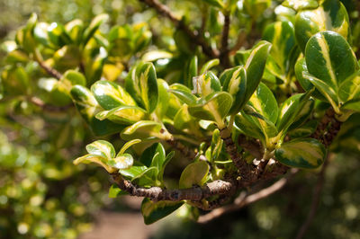 Close-up of plants growing on field