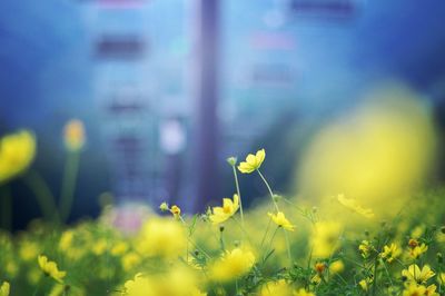 Close-up of yellow flowers against blurred background