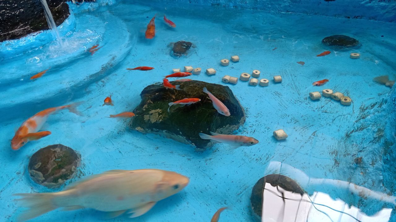 HIGH ANGLE VIEW OF FISH SWIMMING