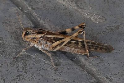 High angle view of insect on wall