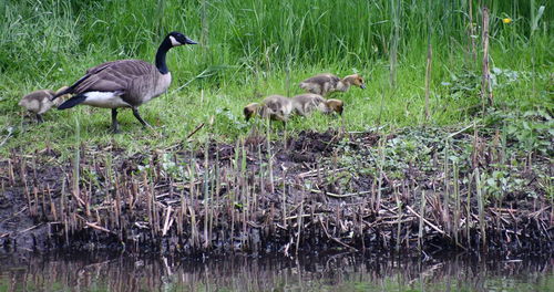 Ducks in a water