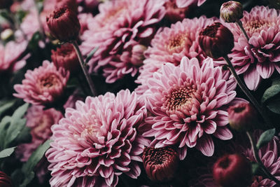 High angle view of pink flowering plants