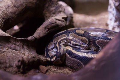 Close-up of lizard on rock