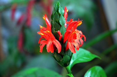 Close-up of red flowering plant