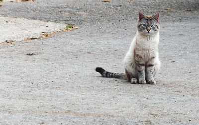 Portrait of cat sitting outdoors