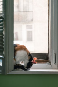 Cat sleeping on window sill