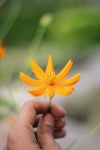 Close-up of hand holding yellow flower