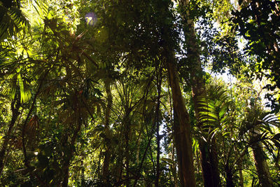 Low angle view of coconut palm trees