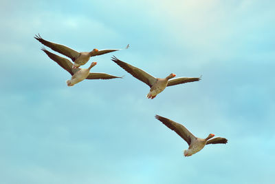 Seagulls flying in sky