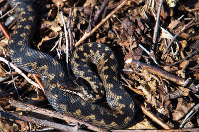 snake