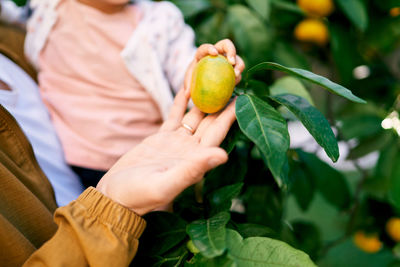 Midsection of woman holding fruit