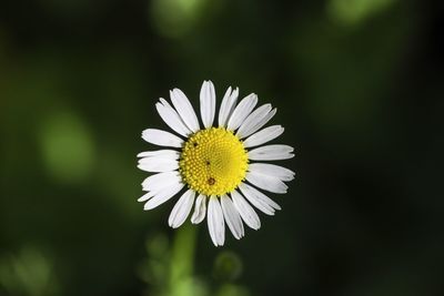 Close-up of white daisy