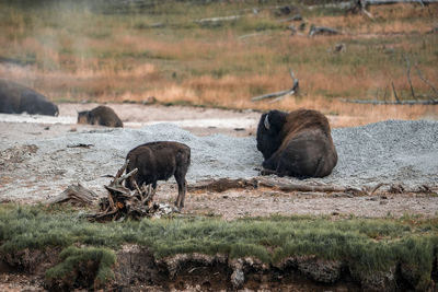 Bisons relaxing on geothermal landscape in forest at national park