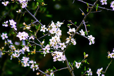 Close-up of white flowers on tree