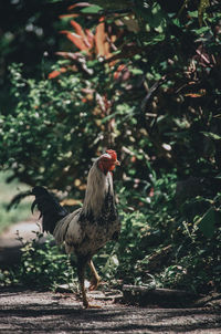 Rooster on field