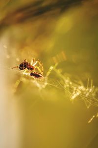 Close-up of insect