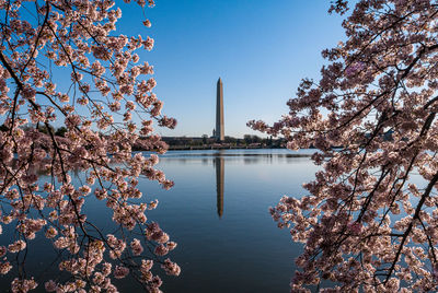 View of cherry tree by lake