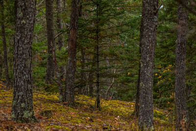 Trees in forest