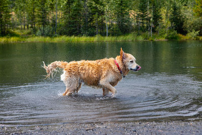 Full length of a dog running in lake