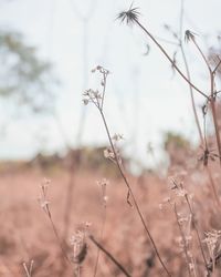 Close-up of flowers growing in field