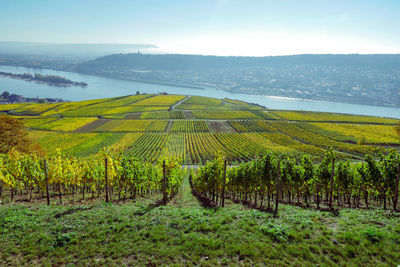 Scenic view of vineyard against sky