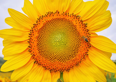 Close-up of sunflower