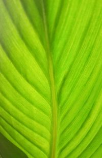 Close-up of palm leaf