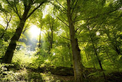 Sunlight streaming through trees in forest